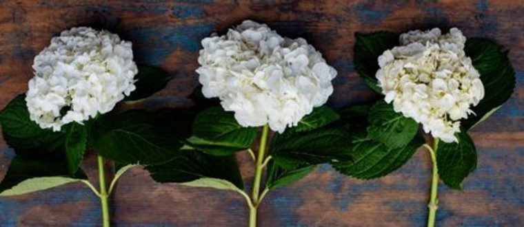 hydrangea white